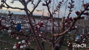 Абрикос после -4 гр. Видео из Несуществующего Сада.