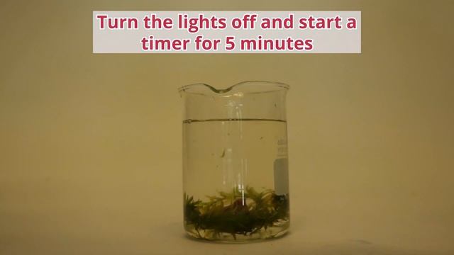 Bubbling Plants Experiment to Quantify Photosynthesis смотреть онлайн