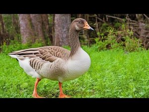 Untitled Goose Game  Просто игра про ГУСЯ