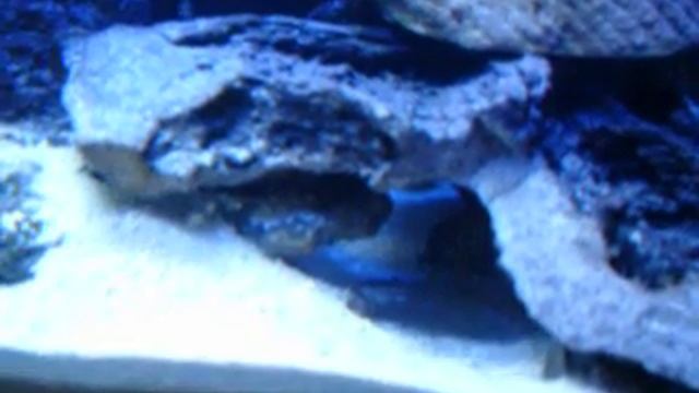 Peacock Mantis Shrimp смотреть онлайн