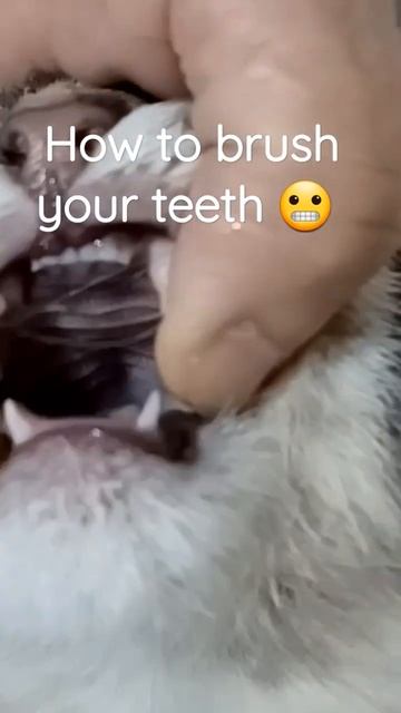 This is how I brush my Cat's Teeth!!! #cats #fyp #short #milo смотреть онлайн
