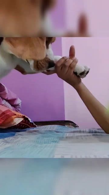 PODODERMATITIS | paw infection | full video uploaded смотреть онлайн