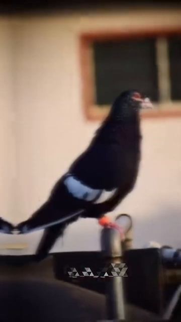 Top 20 fancy pigeons 🕊😱 || #shorts #fancypigeon #kabutar #pigeon #virelshorts смотреть онлайн