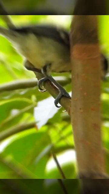 Cinereous Tit I বন চড়ুই смотреть онлайн