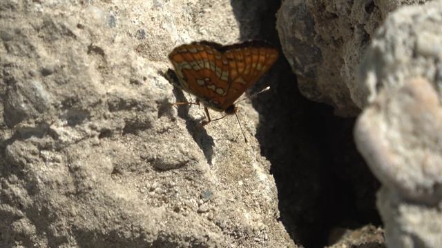 Euphydryas maturna in Hungary смотреть онлайн