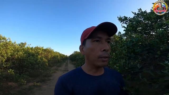 MAY INSTANT PERA KA NA AT BAKOD NG KALAMANSI SA MALUNGGAY смотреть онлайн