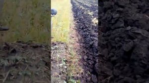 Т-150 плуг Светлоградский глубина 30 см