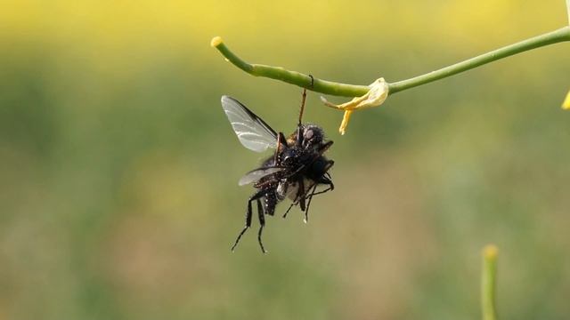 Raubfliege mit Opfer смотреть онлайн