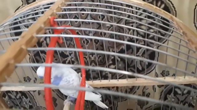 Показываю своего попугая и собаку. смотреть онлайн