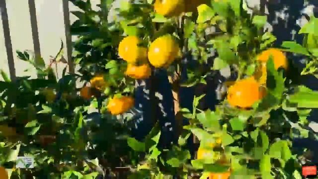 WOW! Amazing Agriculture Technology - Mandarin 30 days Color changes