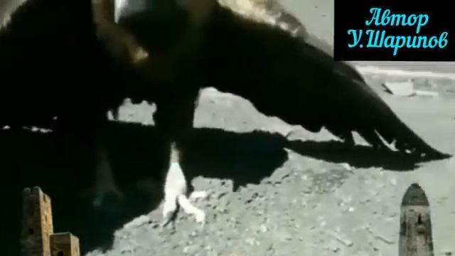 Куьира смотреть онлайн