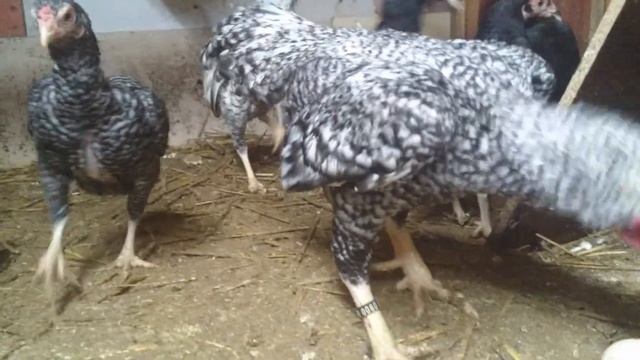 Ко шамо в зимнем вольере. ЛПХ "ЗайКИ" декабрь 2018. смотреть онлайн