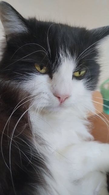 ПРИЗНАЮСЬ Я ЕЙ НАДОЕЛ! #подпишись #рекомендации #мята смотреть онлайн