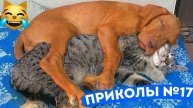 Приколы с котами! Самые Смешные животные С ОЗВУЧКОЙ! ДО СЛЁЗ!