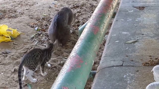 Смешные коты 😸 котята 🐈🐆 собака 🐕😻 Funny cute cats kittens dogs 😹 Kucing lucu 面白い猫 Gatos graciosos смотреть онлайн