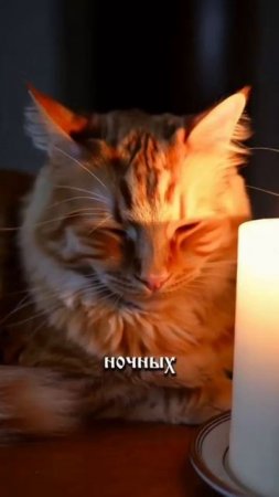 Кошка - ПРОВОДНИК между МИРАМИ🔥