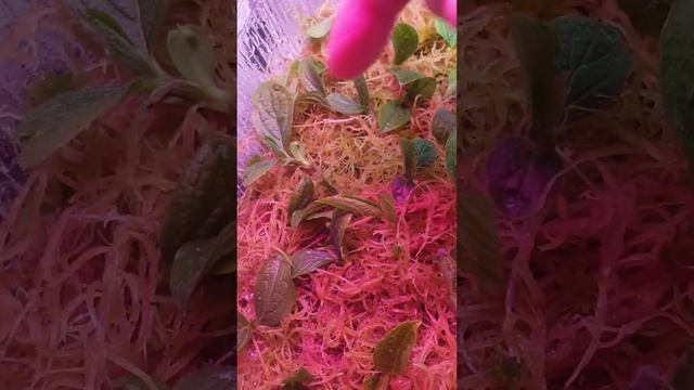 Укоренение зеленых черенков,почек метельчатой гортензии смотреть онлайн