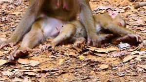 Oh no monkey Libby chasing bitte Leo grab himm so bad not sure Libby none stop hurt Leo when he com