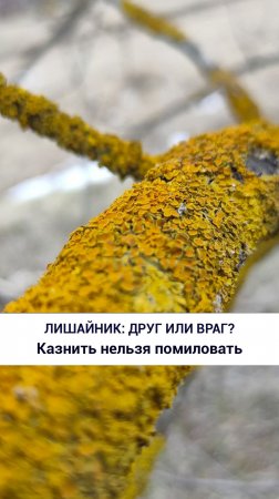 Лишайник: друг или враг?