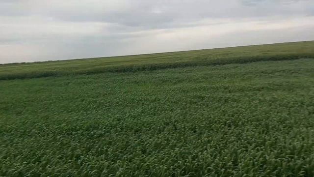 Процесс созревания пшеницы,ячменя смотреть онлайн