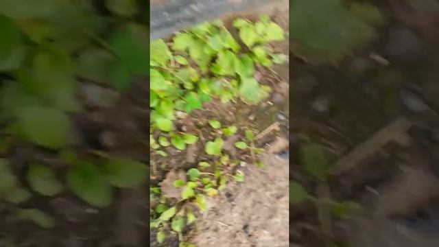 ВЗОРВАЛ 2 ПУЛЬТА ПЕТАРДОЙ!!! смотреть онлайн