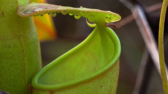 These carnivorous plants won the evolutionary jackpot смотреть онлайн