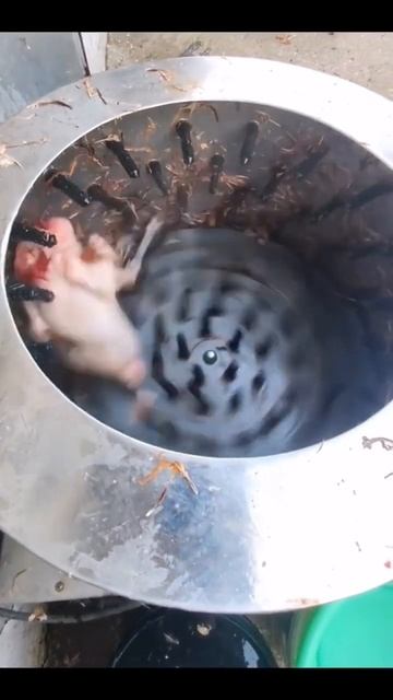 #recommended #tinybunnygame #рекомендации #зайчикигра #edit #зайчик #bunny #tiny смотреть онлайн