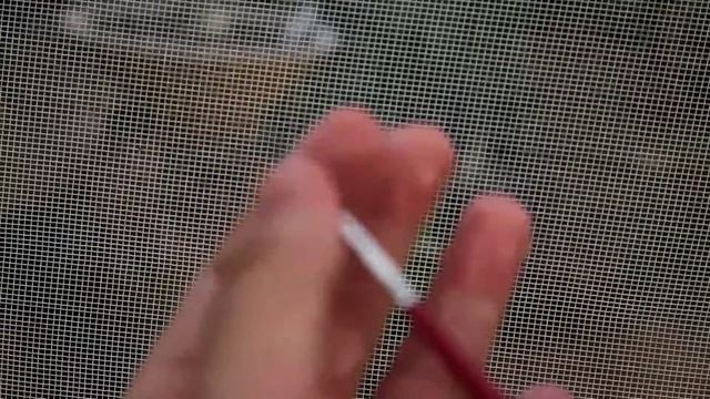 Polinização - Stapelianthus Decary смотреть онлайн