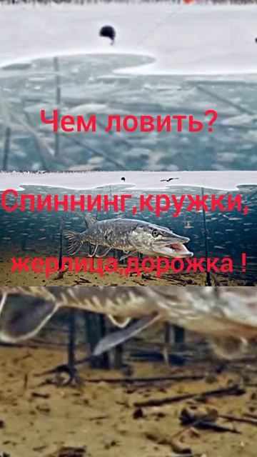 Всё о щуке! Календарь рыболова! #shorts
