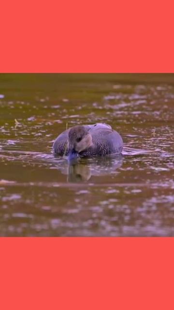 Marvel at the Majestic Gadwall Duck: A Symphony of Quacks and Beauty!