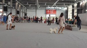 Казань 30.06.24. Бест 9 группы. эксперт Владимир Шиян. ч.1