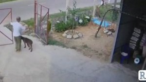Преданный питомец заставил владельца форсировать высокие ворота