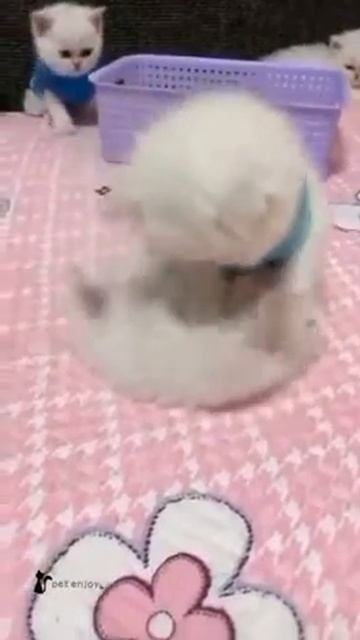 котик словно плюшевая милашка смотреть онлайн