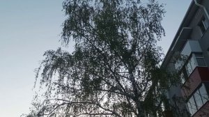 1433 Миллион но не роз