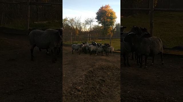 Овцы смотреть онлайн