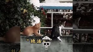 cat reaction fast ☠️ #fyp #viral #viral_video #cat #unfreez #growaccount #foryou #trending #edit