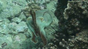 Hha trang diving ,hon mun island/ Нячанг дайвинг, остров Мун.