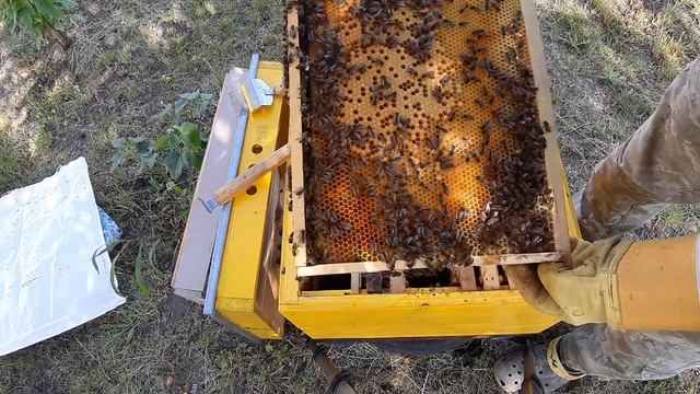 Вылетевший и пойманный рой, начал развиваться! смотреть онлайн