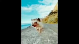 Ёжик бежит по дороге