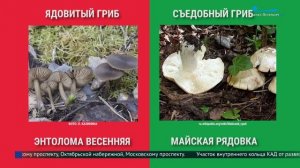 Как отличить съедобные весенние грибы от ядовитых