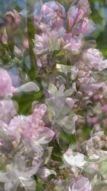 Сирень Колесникова Красавица Москвы. смотреть онлайн