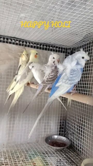 #birds #pets #trendingshorts смотреть онлайн