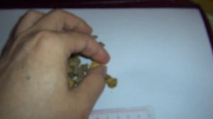 防風 @ 中藥材展示與記錄 - Saposhnikovia divaricata - Chinese Materia Medica Illustration and Record