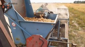 Kopanie ziemniaków 2013 || Massey Ferguson 255 & Bolko Z 643