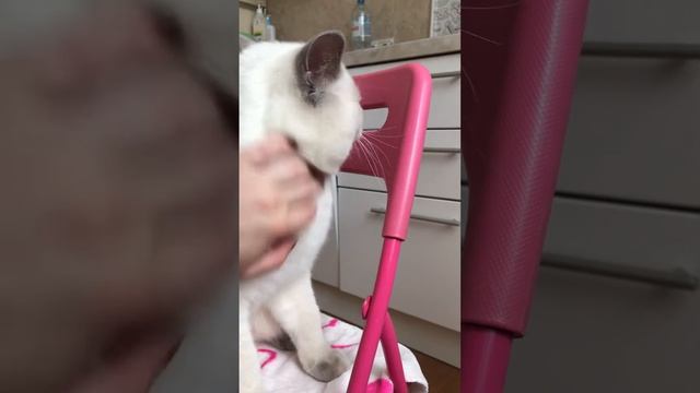 Трелька нежнейший британский кот окраса лилак поинт в British House смотреть онлайн