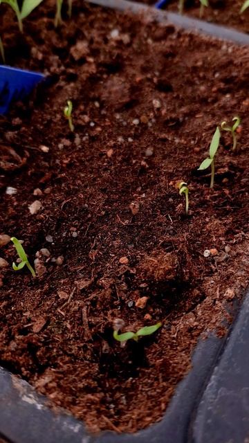 Как мы поступаем с рассадой перца! смотреть онлайн