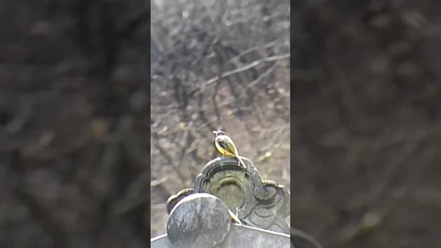 трясогузка горная поёт. #キセキレイ #птички #birdwatching #birds #птицы #птица #nature #birdsounds смотреть онлайн