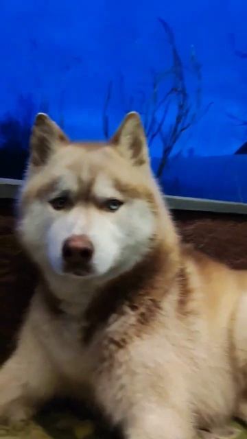 Хаски, как и кошки, всегда ухаживают за собой. #хаски #shorts смотреть онлайн