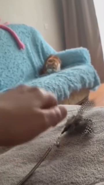 🐾 Нюша увидела, что взяли ее игрушку и сразу среагировала😅