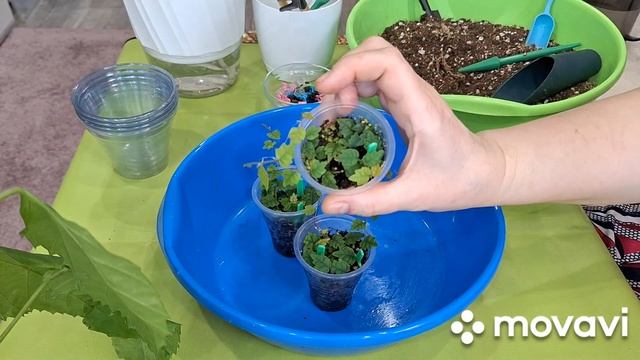 КОМНАТНЫЕ РАСТЕНИЯ(ЦВЕТЫ).ГИБИСКУС,НА ФИТИЛЬНОМ ПОЛИВЫ.ЦВЕТОЧНЫЕ ДЕЛА.